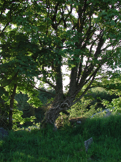 Tree in Murragh Cemetery.jpg 353.2K